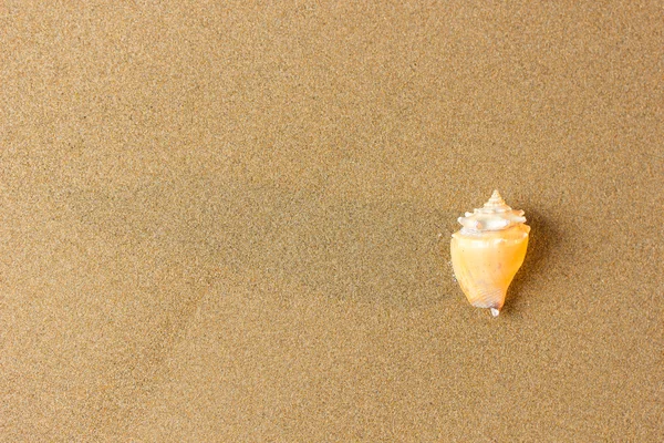 Coquillage sur la plage — Photo