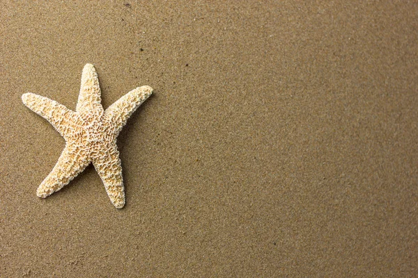 Conchiglia sulla spiaggia — Foto Stock