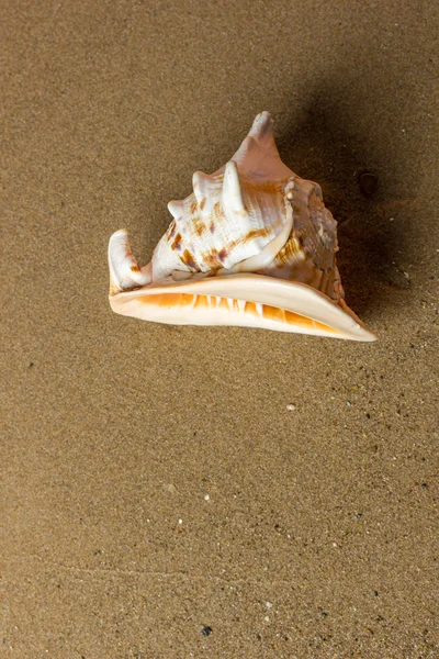 Concha marina en la playa —  Fotos de Stock