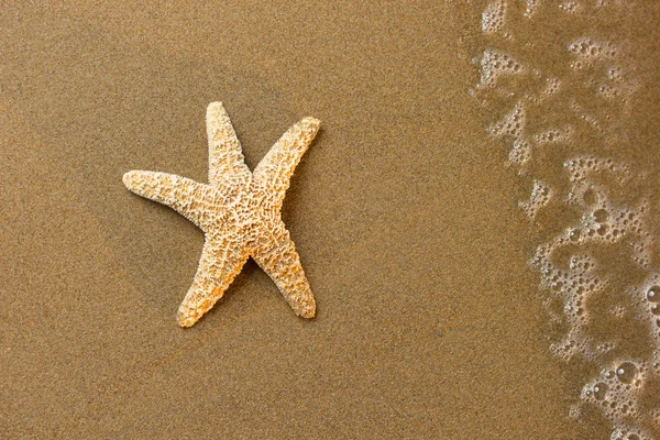 Kagyló a strandon — Stock Fotó