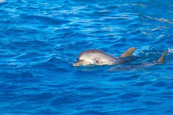 Delphin auf See — Stockfoto