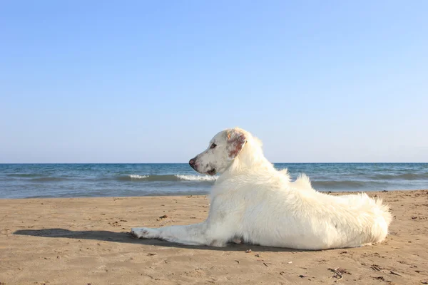 Dog on the beach — Stock Photo, Image