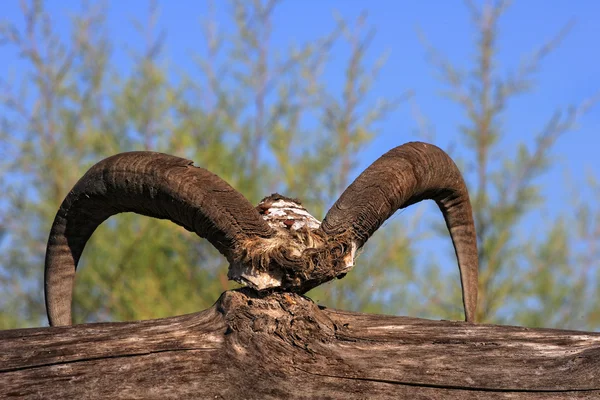 Bull skull with long horns — Stock Photo, Image