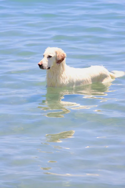 Dog in the sea — Stock Photo, Image