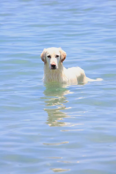 Dog in the sea — Stock Photo, Image