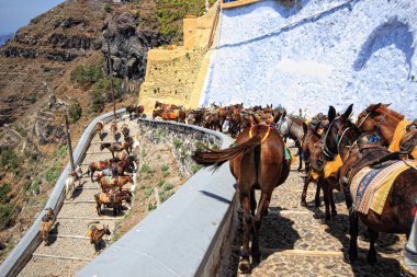 santorini gelen eşek