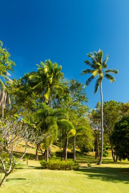 Hindistan cevizi ağacı phuket Tayland