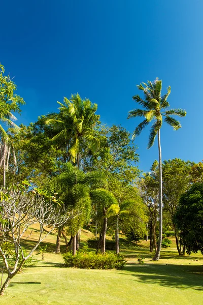 Kokosová palma v phuket Thajsko — Stock fotografie