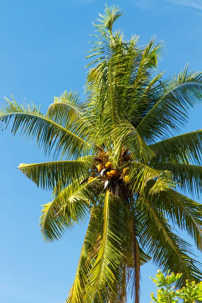 Дерево кокосу в Таїланд Пхукет — стокове фото