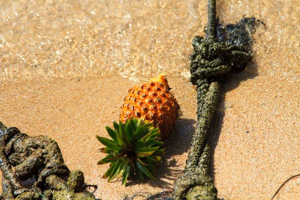 Ananas sur la plage — Photo