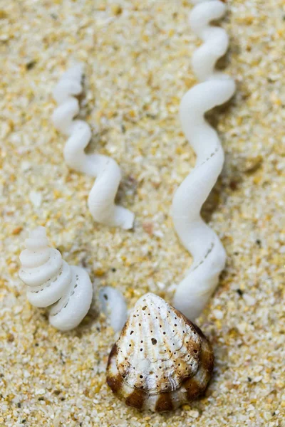 Seashells chiudere — Foto Stock