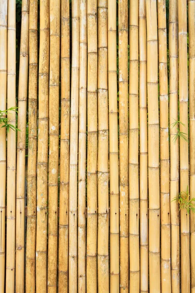 Vackra thailändska bambu — Stockfoto