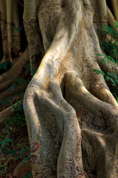 Rubber tree roots — Stock Photo, Image