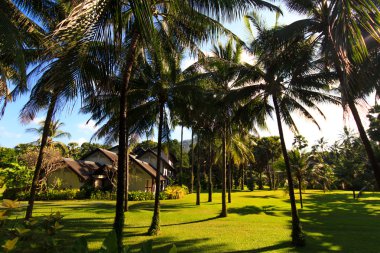 Hindistan cevizi ağacı phuket Adası