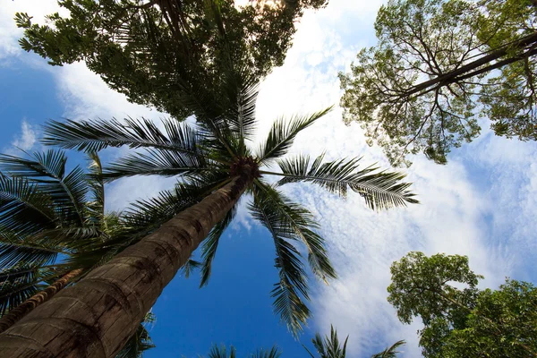 Kokosnoot boom in phuket eiland — Stockfoto