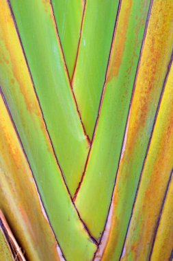 yakın çekim yansıma bir palmiye yaprağı