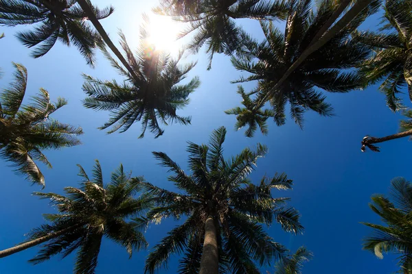 Árboles de coco en jardín tropical —  Fotos de Stock
