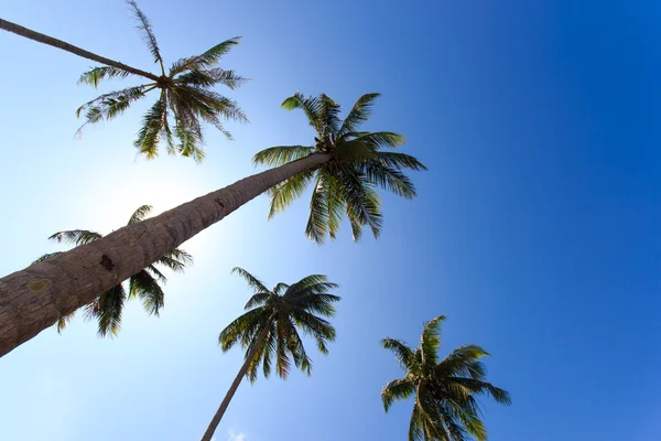 Alberi di cocco nel giardino tropicale — Foto Stock