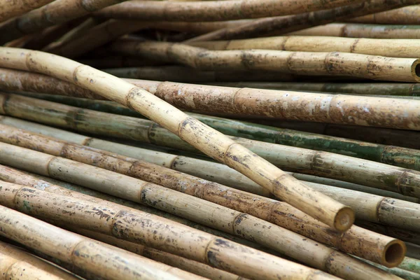 Stack of bamboos — Stock Photo, Image