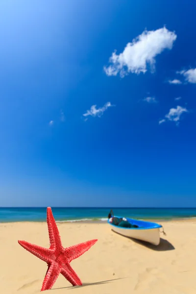 Estrela do mar na praia — Fotografia de Stock