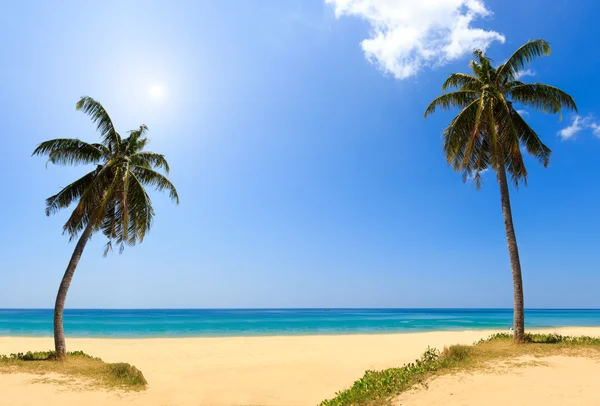 Sea and coconut palm — Stock Photo, Image