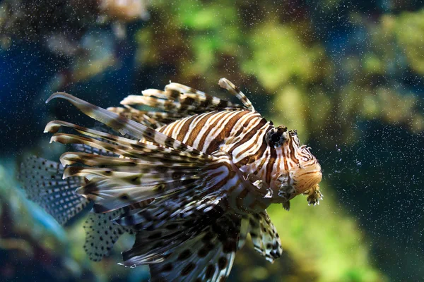 Peixe-leão (Pterois mombasae ) — Fotografia de Stock