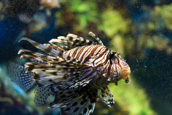 Lionfish (Pterois mombasae)
)
