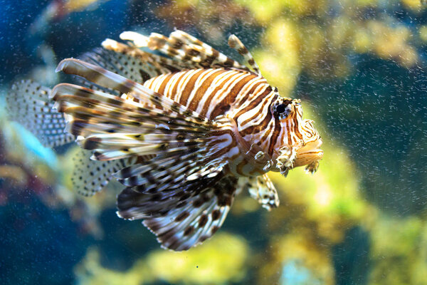 Lionfish (Pterois mombasae)