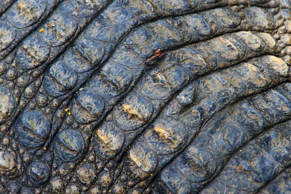 Крокодили у воді — стокове фото