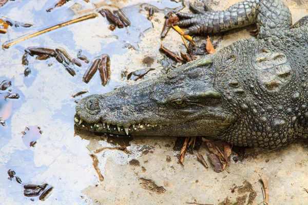 Crocodiles dans l'eau — Photo