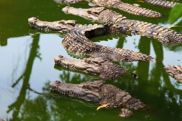 Krokodyle w wodzie — Zdjęcie stockowe
