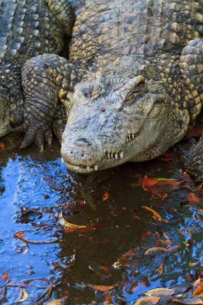 水中でワニ — ストック写真