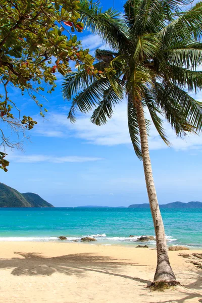 Sea and coconut palm — Stock Photo, Image