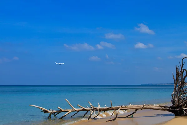 Mare e palma da cocco — Foto Stock