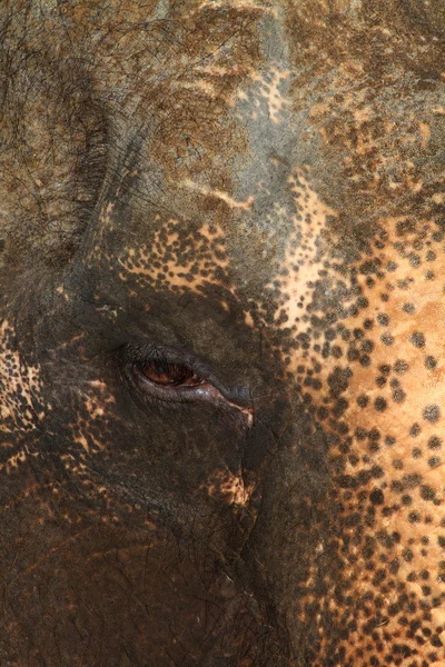 Ασία ελέφαντα πορτρέτο — Φωτογραφία Αρχείου