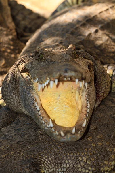 Krokodiler i vattnet — Stockfoto