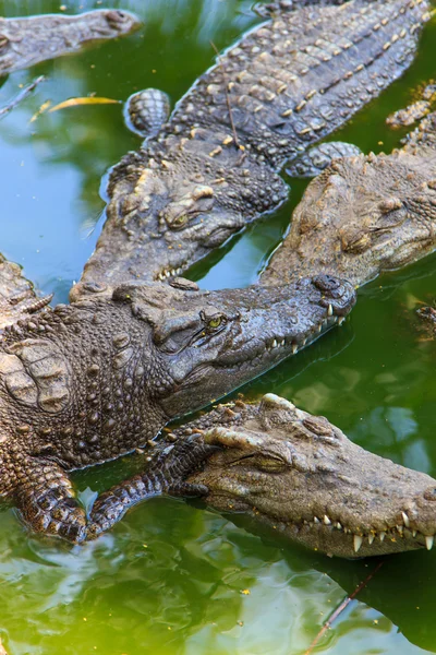 Crocodilos na água — Fotografia de Stock