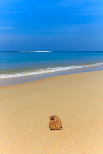 Coco en la playa —  Fotos de Stock
