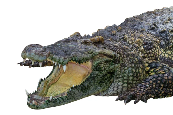 Krokodýl izolovaných na bílém — Stock fotografie