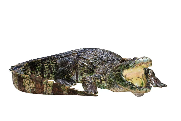 Crocodile isolated on white — Stock Photo, Image