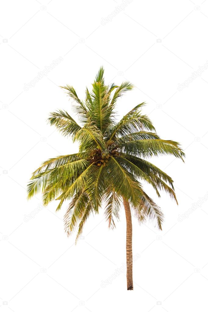 Coconut tree isolated