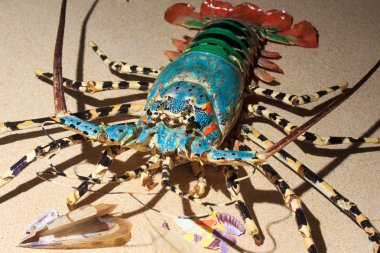 Spiny lobster langouste or rock lobsters clipart