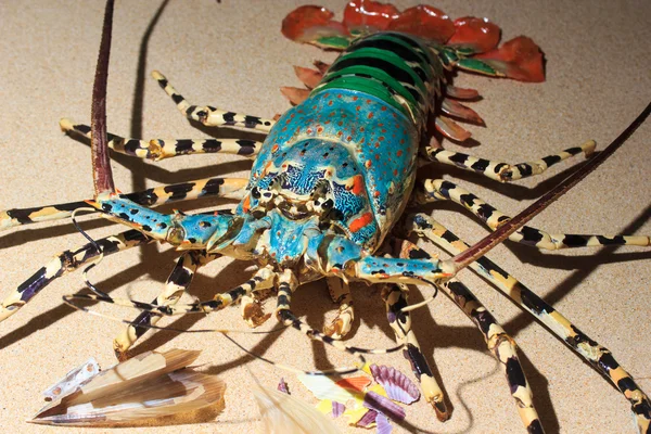 Колючие омары лангусты или каменные омары — стоковое фото