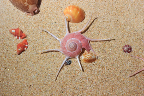 Seashels achtergrond op het strand — Stockfoto