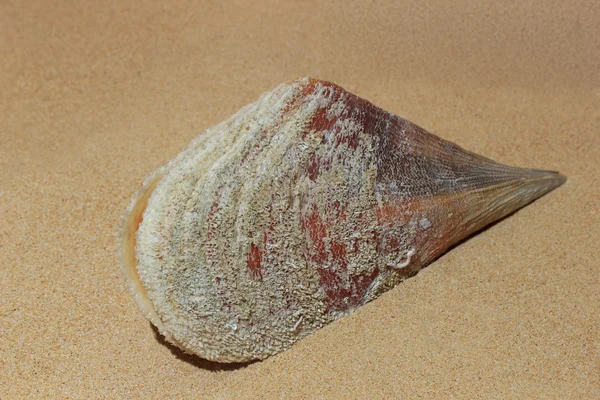 Seashels baggrund på stranden - Stock-foto