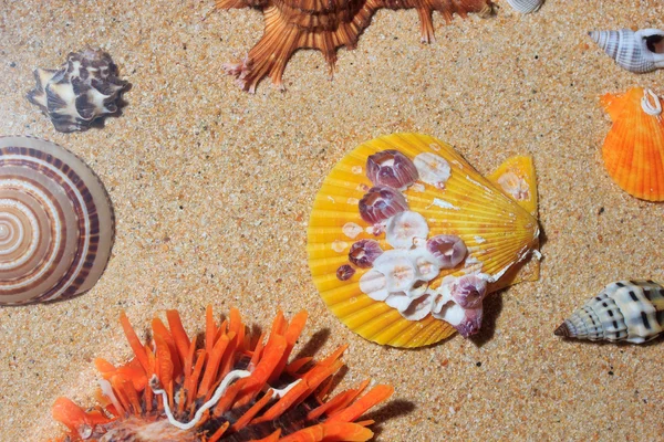 Seashels sfondo sulla spiaggia — Foto Stock