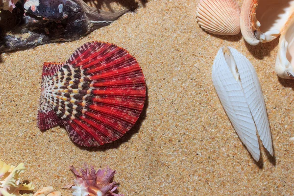 Fond de coquillages sur la plage — Photo