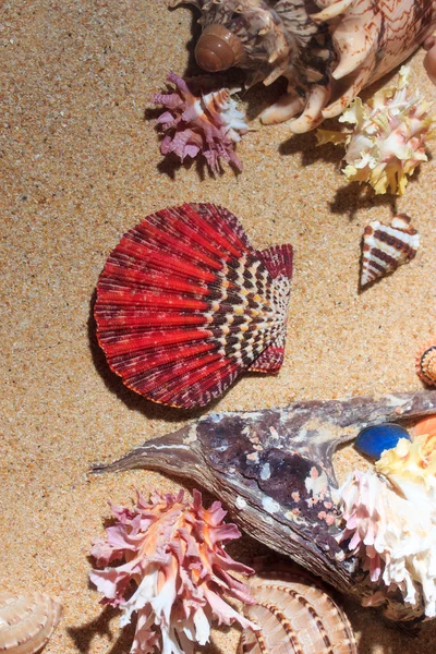 Seefelder Hintergrund am Strand — Stockfoto