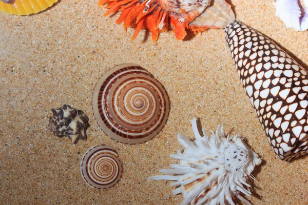 Seashels fundo na praia — Fotografia de Stock