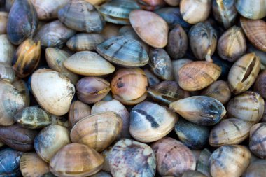 Sea shells clams clipart